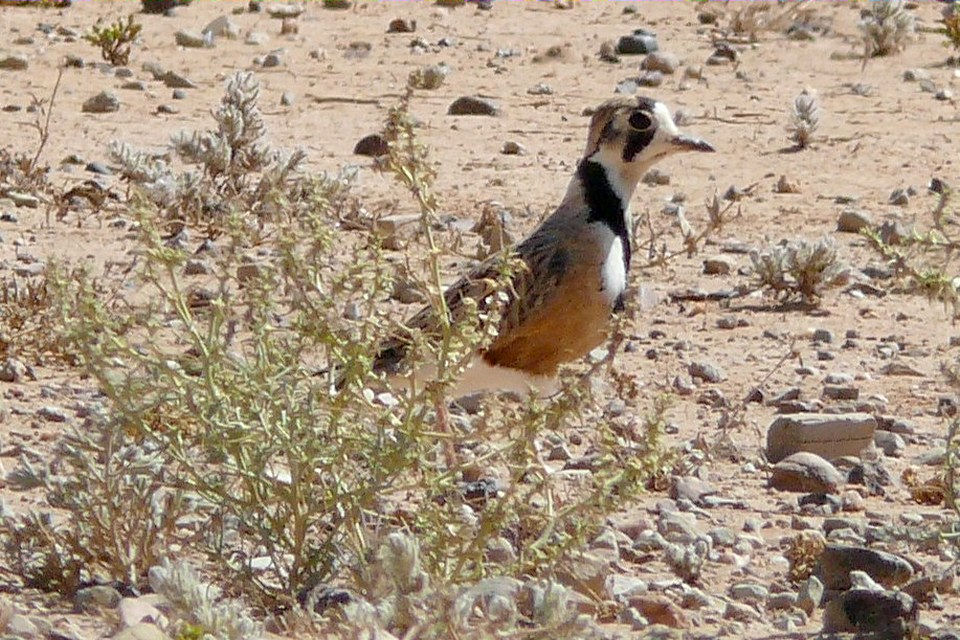 Inland Dotterel (Charadrius australis)